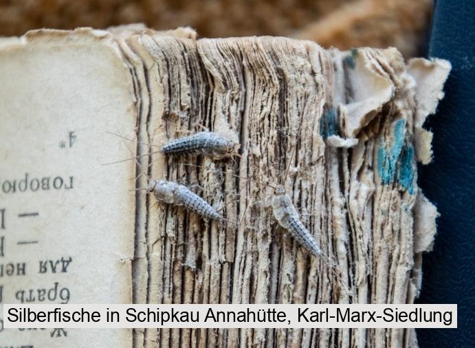 Silberfische in Schipkau Annahütte, Karl-Marx-Siedlung